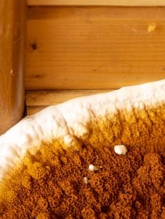 Mérule pleureuse orange et blanche sur bois de charpente, état parasitaire et mérules