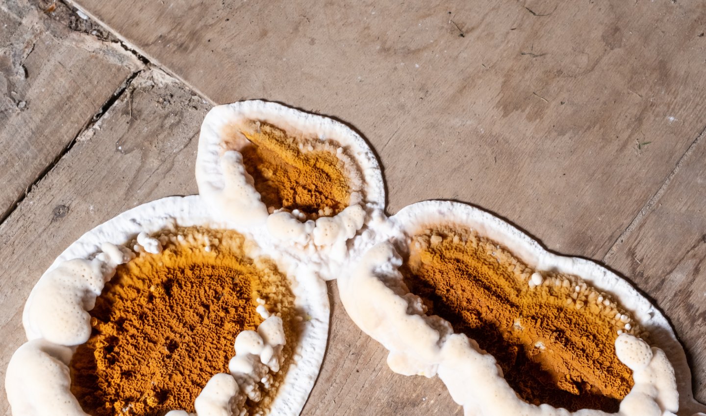 Champignon orangé se développant sur une surface en bois avec texture mousseuse
